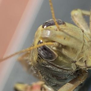 Meet your Posher, Piotr